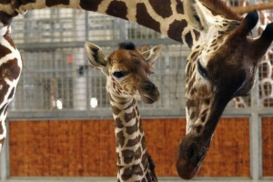 W zoo dallas cubs z żyrafy zginęły, urodzony online W zoo dallas cubs z żyrafy zginęły, urodzony online