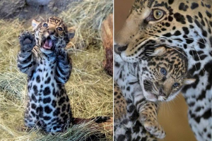 W miami zoo, pierwsza kontrola młodego dymnego lamparta