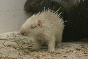 W zoo penza urodził się biały dico