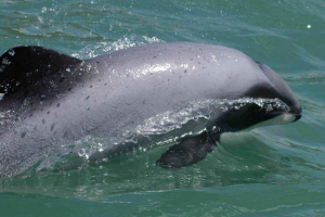 Vakita jest najrzadstwem świń morskich