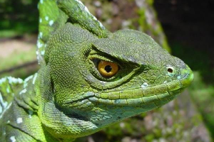 Lizard vasilisk. Styl życia i siedlisko vasilisk Lizard vasilisk. Styl życia i siedlisko vasilisk