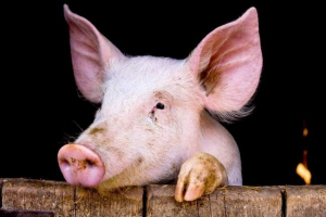 Wielka brytania zaczyna tworzyć chimeras