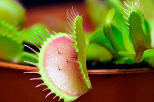 Wenus mukholovka (dionee) Wenus mukholovka (dionee)