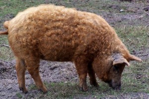 Węgierska mangalitsa