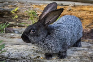 Vienna blue Vienna blue