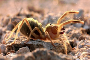 Camel spiderman Camel spiderman