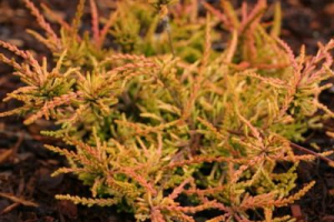 Wrzos zwyczajny Wrzos zwyczajny