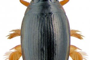 Fighters - chusty water bugs Fighters - chusty water bugs