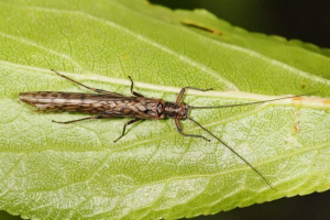 Western - owady, którzy nie boją się zimna Western - owady, którzy nie boją się zimna