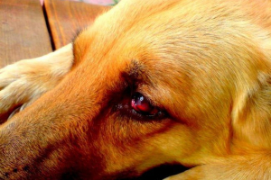 Film of the crying dog uderza w internet