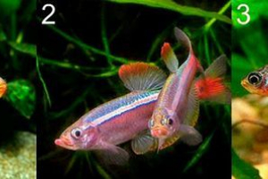 Rodzaje ryb akwariowych ze zdjęciami i nazwami