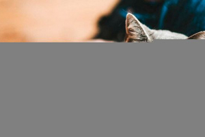 Rodzaje i opis hipoalergicznych ras kotów Rodzaje i opis hipoalergicznych ras kotów