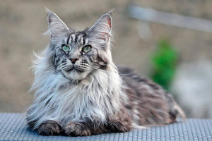 Rodzaje i opis kotów z frędzlami na uszach Rodzaje i opis kotów z frędzlami na uszach