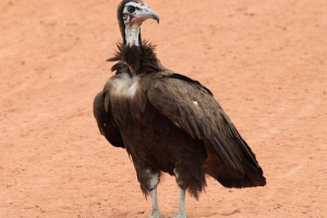 Rodzaje i opis sępów