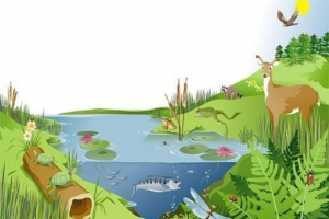 Rodzaje ekosystemów w przyrodzie