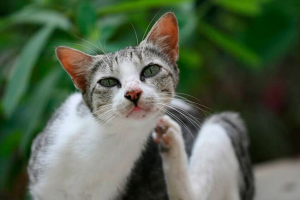 Rodzaje szlabek roztoczy w kotach Rodzaje szlabek roztoczy w kotach