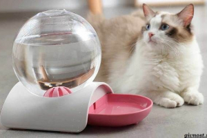 Rodzaje podajników i zwierząt domowych dla zwierząt domowych