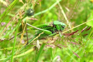 Rodzaje koników. Opis, tytuły, funkcje i zdjęcia typów kontakrowników Rodzaje koników. Opis, tytuły, funkcje i zdjęcia typów kontakrowników