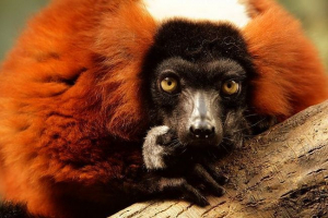 Rodzaje lemurov Rodzaje lemurov