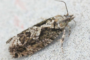 Rodzaje leakferetok. Szkoda z lecznika