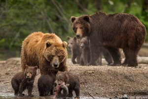Widoki niedźwiedzi. Opis, nazwy i cechy niedźwiedzi