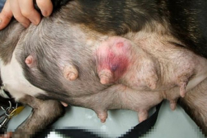 Rodzaje nowotworów nowotworowych u psów na gruczołach mleczanach Rodzaje nowotworów nowotworowych u psów na gruczołach mleczanach