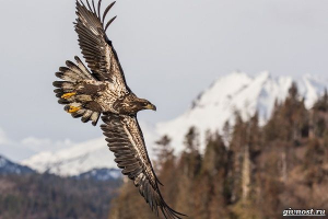 Rodzaje orłów, ich cechy, tytuły, styl życia i zdjęcia ptaków Rodzaje orłów, ich cechy, tytuły, styl życia i zdjęcia ptaków