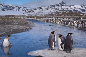 Rodzaje pingwinów, ich funkcje i siedliska