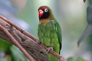 Rodzaje papugi uwielbia