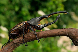 Rodzaje chrząszczy ze zdjęciami i nazwami Rodzaje chrząszczy ze zdjęciami i nazwami