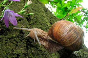 Ślimak winogronowy Ślimak winogronowy