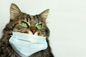 Wirusowe zapalenie otrzewnej w kotach - jakie są objawy? Wirusowe zapalenie otrzewnej w kotach - jakie są objawy?