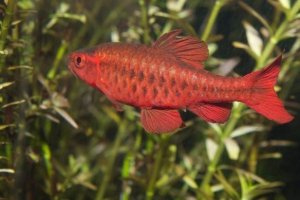 Wiśnia barbus: zdjęcie, opis Wiśnia barbus: zdjęcie, opis