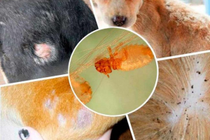 Wilgoć psa - co to jest? Wilgoć psa - co to jest?