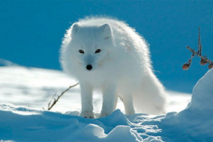 Wygląd, znak i piaski mocy