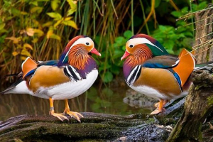 Pojawienie się i styl życia kaczka