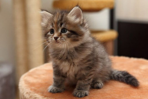 Wygląd i cechy zachowania kotów syberyjski Wygląd i cechy zachowania kotów syberyjski