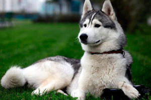 Wygląd i zachowanie husky