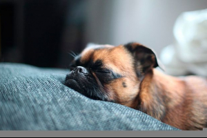 Wygląd i zachowanie psa brabanson, cechy szkolenia i opieki