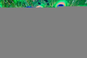 Wygląd i pochodzenie pawów, konserwacja w domu Wygląd i pochodzenie pawów, konserwacja w domu