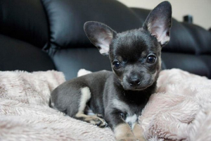 Wygląd mini chihuahua, zdjęcia szczeni