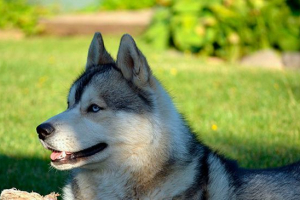 Wygląd, temperament i konserwacja zachodniego syberyjskiego Wygląd, temperament i konserwacja zachodniego syberyjskiego