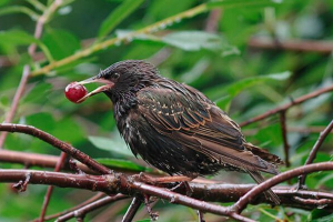 Wygląd, styl życia i skvorts care Wygląd, styl życia i skvorts care