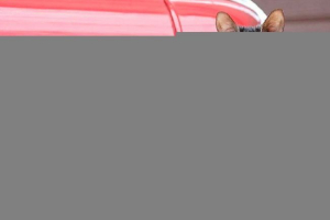 Wygląd, charakterystyka znaków i treść kotów rasy Wygląd, charakterystyka znaków i treść kotów rasy