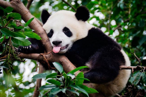 Wygląd, zachowanie i styl życia panda Wygląd, zachowanie i styl życia panda