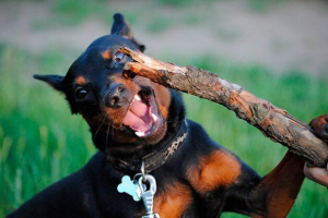 Wygląd, zachowanie i psa prowadzą mini doberman Wygląd, zachowanie i psa prowadzą mini doberman