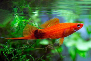 Wygląd, reprodukcja i treść mieczy