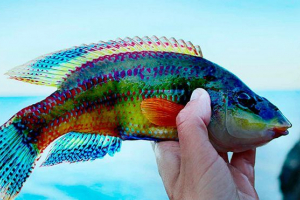 Wewnętrznie i zewnętrzna struktura ryb