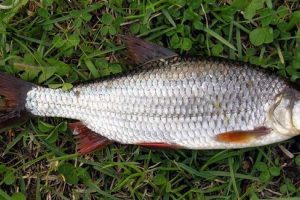 Vobla: co wiemy o życiu pysznych ryb?