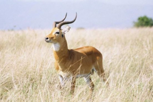 Kozy wodne - zwierzęta z pięknymi rogami Kozy wodne - zwierzęta z pięknymi rogami